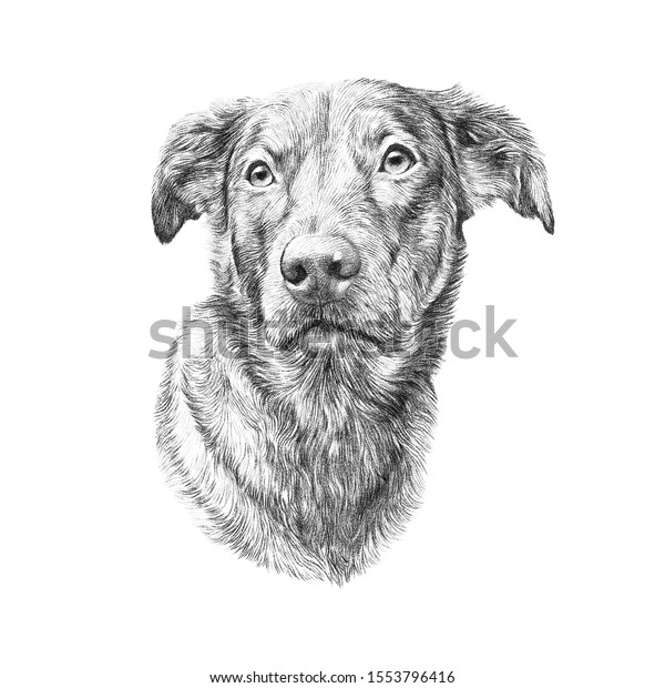 ポット犬が白い背景に白黒の狩犬の絵 ペットの手描きのイラスト 動物芸術コレクション 犬 デザインテンプレート Tシャツ 枕 ペットショップ の印刷に最適 のイラスト素材