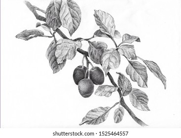 Plum Branch With Leaves, Detailed Black And White Ink Drawing