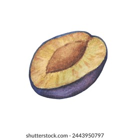 Plum drawing watercolor isolated on white background. Watercolor botanical illustration. - Powered by Shutterstock