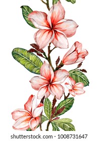 Plumeria Flower On A Twig. Border Illustration. Seamless Floral Pattern. Isolated On White Background.  Watercolor Painting. Hand Drawn. 