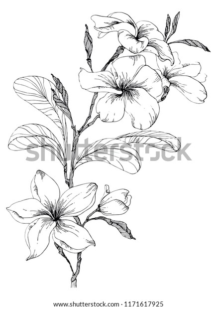 小枝の上にプルメリアの花と葉とつぼみ 白黒のイラスト のイラスト