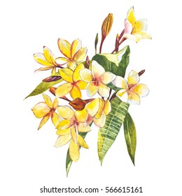Plumeria isolated on white background. Tropical set, Watercolor sketch object