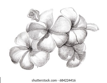 plumeria pencil drawing