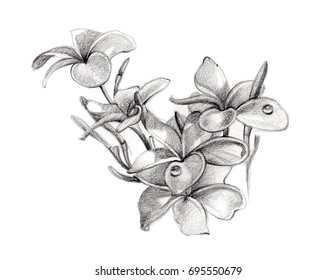 plumeria pencil drawing