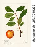 Plums (Prunus Domestica) (1893) by Deborah Griscom Passmore, fruit watercolor illustration. Vintage Plums watercolor art illustration, old Plums watercolor painting. Plums fruit art print.