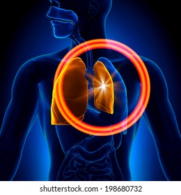 Pneumothorax Collapsed Lung Anatomy Stock Illustration 198680732 ...