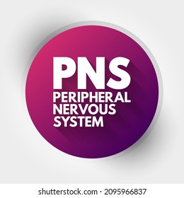 PNS Peripheral Nervous System - Responsible For Relaying Information Between Your Body And Brain, Acronym Text Concept Background