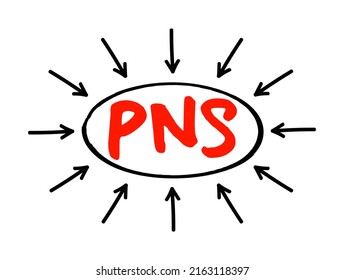 PNS Peripheral Nervous System - Responsible For Relaying Information Between Your Body And Brain, Acronym Text Concept With Arrows