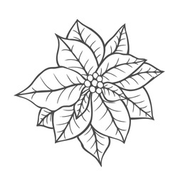 Poinsettia Isolated, Christmas Flower. Vintage   Artwork. Black And White. Coloring Book Page For Adult. Hand Drawn. Holiday Concept For Greeting Card, Gift, Branding, Boutique Logo, Label