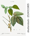 Poison ivy (1801–1819) by Pierre-Joseph Redouté. Vintage Redoute’s plant art, flower drawing illustration, old Pierre-Joseph Redoute’s flower painting, floral art print.