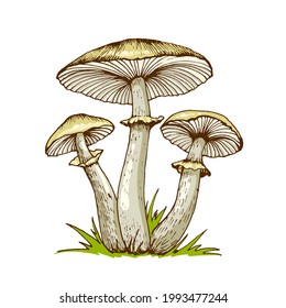 Inedible Mushrooms High Res Stock Images Shutterstock