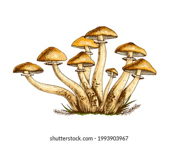 Poisonous mushrooms hand-drawn illustration,Dangerous mushrooms, toadstool, fly agaric, white toadstool, family of mushrooms isolated on a white background