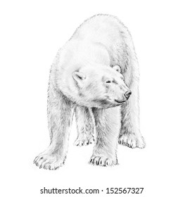 Similar Images, Stock Photos & Vectors of Polar bear vector ...