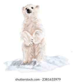 Polar bear isolated on the transparent background PNG