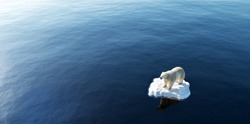 Orso Polare Su Lastrone Di Ghiaccio. Iceberg In Fusione E Riscaldamento Globale. Cambiamento Climatico. Illustrazione 3D