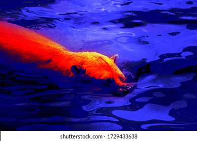 Polar bear in scientific high-tech thermal imager. This bear can swim in water with temperature zero or minus two degrees (Arctic ocean) hundreds of miles without rest