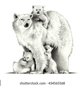Polar bear and three cubs  pencil sketch
