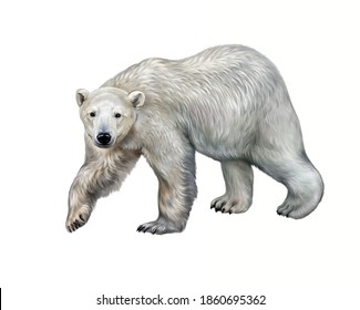 The Polar Bear (Ursus Maritimus) Realistic Drawing Illustration For Animal Encyclopedia, Isolated Image On White Background