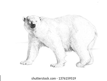 1,456 Realistic polar bear Images, Stock Photos & Vectors | Shutterstock