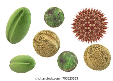 Pollen grains from different plants, 3D illustration. They are factors causing hay fever and allergic rhinitis