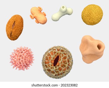 Pollen Grains From Various Plants