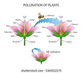 Pollinating plants with insects and self-pollination, flower anatomy education diagram, botanical biology banner,  illustration.