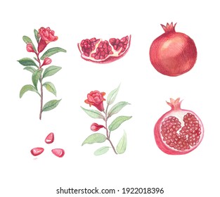 pomegranate botanical illustration in traditional style, pomegranate flower? tree branch, half of pomegranate. Classic style watercolor botanical painting