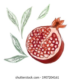 Pomegranate Hand Drawn Illustration Sketch