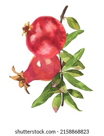 Pomegranate illustration. Watercolor fruits painting. Italian garden fruit. Pomegranate smell, aroma, taste concept for product design isolated  on white. Natural food themed clipart.