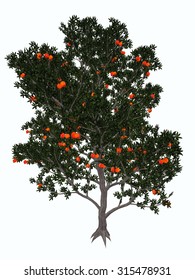 Pomegranate, punica granatum, tree isolated in white background - 3D render