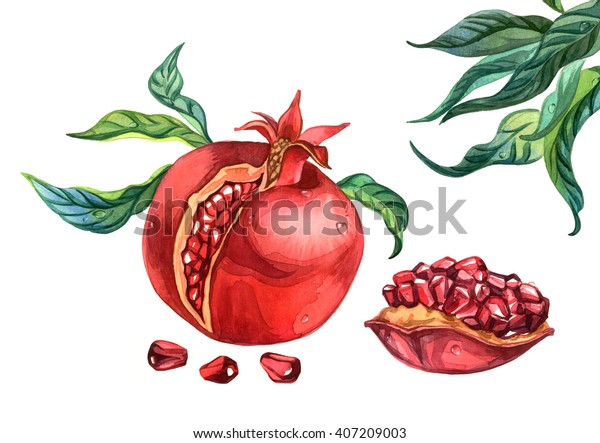 Download Pomegranates Leaves On Branch Watercolor Drawing Stock ...