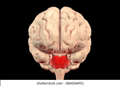 Brain Pons Images Stock Photos Vectors Shutterstock