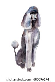 The poodle isolated on white background, watercolor illustration.