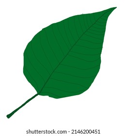 poplar tree leaf illustration. spring green poplar leaf