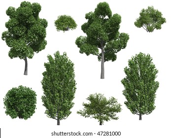 Poplar Trees And Bushes Isolated On White Background