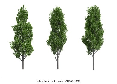 58,875 Poplar trees Images, Stock Photos & Vectors | Shutterstock