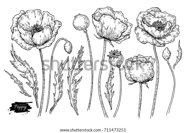 Poppy Flower Drawing Set Isolated Wild Stock Illustration 711473251