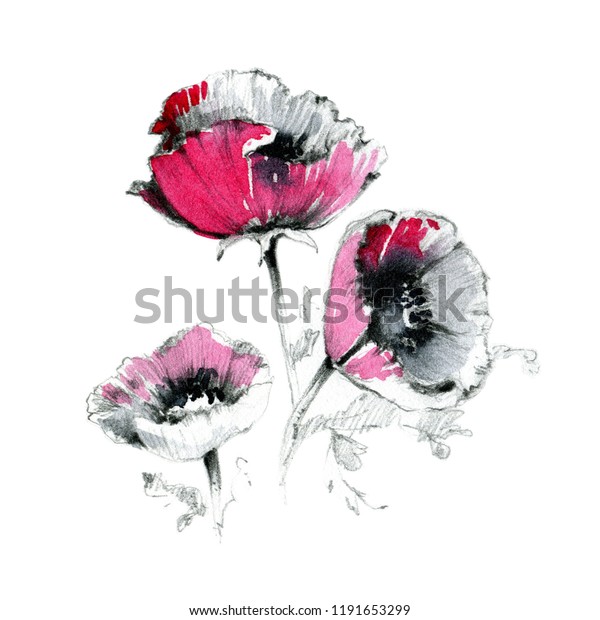 Poppy Flowers Pencil Watercolor Drawing Sketch Stock Illustration