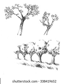 Populus tree - set of ink sketches 