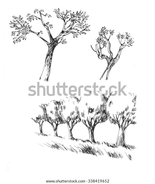Populus Tree Set Ink Sketches Stock Illustration 338419652