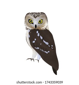 Portrait Of A Beautiful Grey Owl, Children's Book Illustration