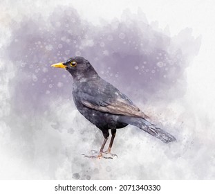Portrait of a blackbird, watercolor painting