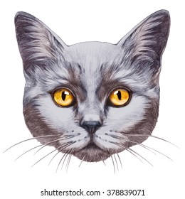 Portrait of British Shorthair Cat. Hand-drawn illustration, digitally colored.