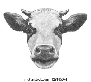 Portrait of Cow. Hand drawn illustration.