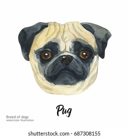 Portrait cute dog isolated on white background. Watercolor hand-drawn illustration. Popular breed dog. Greeting card design. Pug.