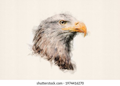 Portrait of an eagle. White-tailed eagle, sea eagle. Bird of prey, isolated. Aquarelle, watercolor illustration. 