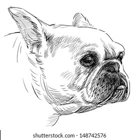 portrait french bulldog