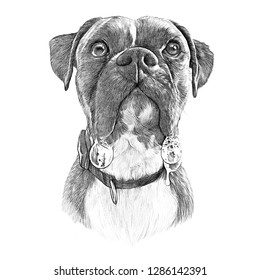 Portrait Of French Bulldog With Drool. Hand Drawn Vintage Style Sketch Of Boxer Dog On White Background. Hand Painted Illustration Of Pets. Animal Art Collection: Dogs. Good For Print T-shirt, Pillow