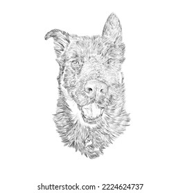 Black White Portrait Yorkshire Terrier Isolated Stock Illustration ...