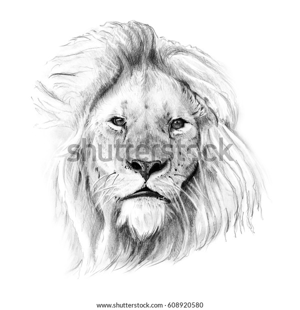 鉛筆で手描きのライオンのポートレート オリジナル トレースなし のイラスト素材